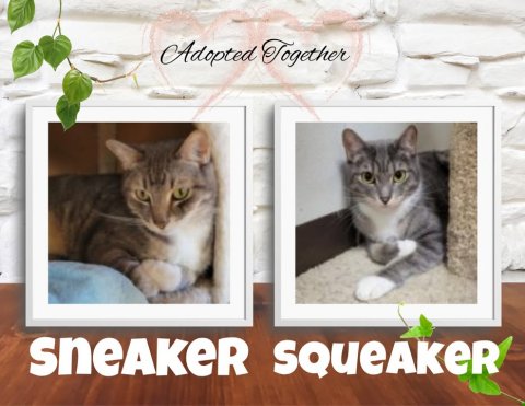 Cat, Kitten, Painting. Text: Adopted Together