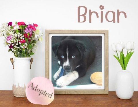 Flower Arrangement, Jar, Flower Bouquet. Text: Briar Adopted