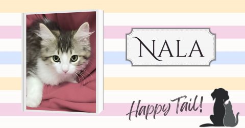 Cat, Kitten, Pet. Text: NALA Happy Tail!