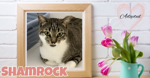 Greeting Card, Mail, Cat. Text: Adopted SHAMROCK