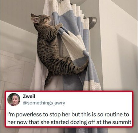 Curtain, Cat, Person. Text: Zweil @somethings_awry I'm powerless to stop her but this is so routine to her now that she started dozing off at the summit