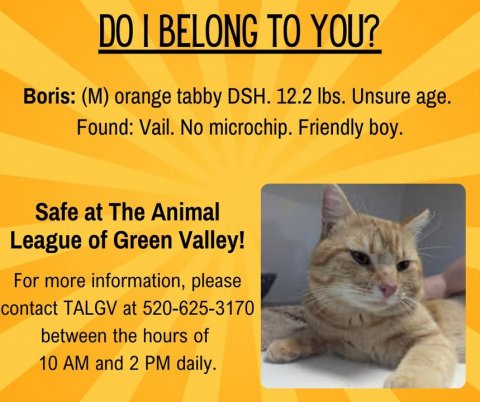 Advertisement, Poster, Cat. Text: DO I BELONG TO YOU? Boris: (M) orange tabby DSH. 12.2 lbs. Unsure age. Found: Vail. No microchip. Friendly boy. Safe at The Animal League of Green Valley! For more information, please contact TALGV at 520-625-3170 between the hours of 10 AM and 2 PM daily.