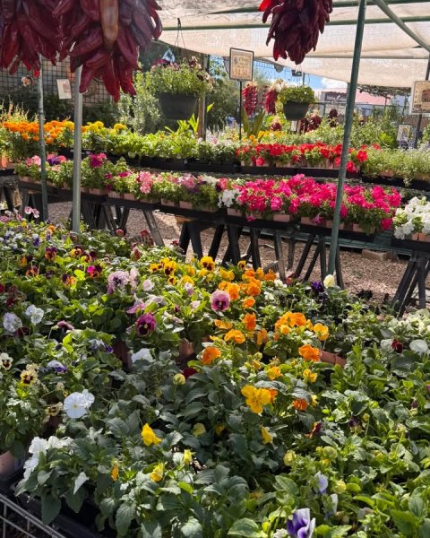 Garden, Nature, Gardening.
