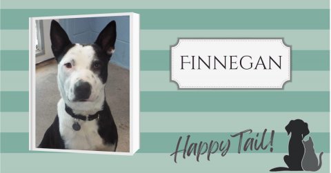 Canine, Dog, Boston Bull. Text: FINNEGAN Happy Tail!