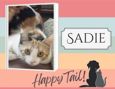 Cat, Kitten, Pet. Text: SADIE Happy Tail!