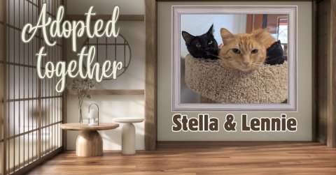 Den, Wood, Kitten. Text: Adopted together Stella &amp; Lennie