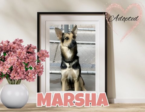 Canine, Dog, Flower. Text: Adopted MARSHA
