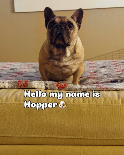Bulldog, Canine, French Bulldog. Text: Hello my name is Hopper