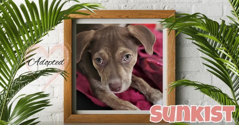 Canine, Dog, Plant. Text: Adopted SUNKIST