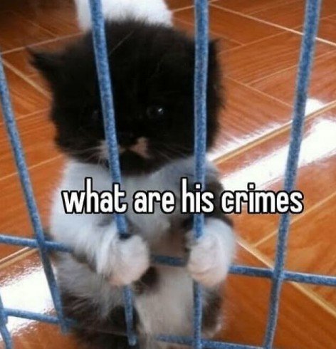 Cat, Kitten, Den. Text: what are his crimes