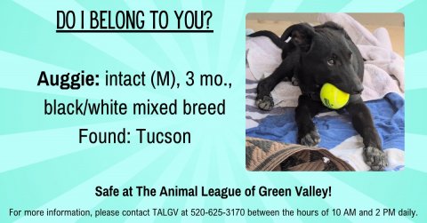 Tennis Ball, Advertisement, Poster. Text: DO I BELONG TO YOU? Auggie: intact (M), 3 mo., black/white mixed breed Found: Tucson Safe at The Animal League of Green Valley! For more information, please contact TALGV at 520-625-3170 between the hours of 10 AM and 2 PM daily.