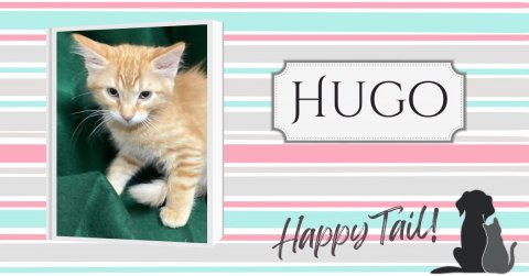 Cat, Kitten, Pet. Text: HUGO Happy Tail!