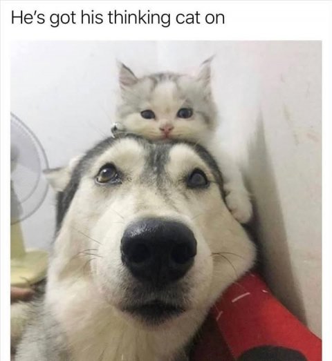 Dog, Husky, Pet. Text: He's got his thinking cat on