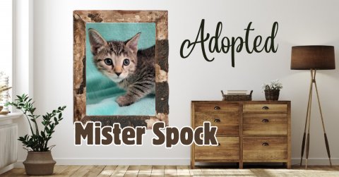 Lamp, Potted Plant, Cabinet. Text: Adopted Mister Spock