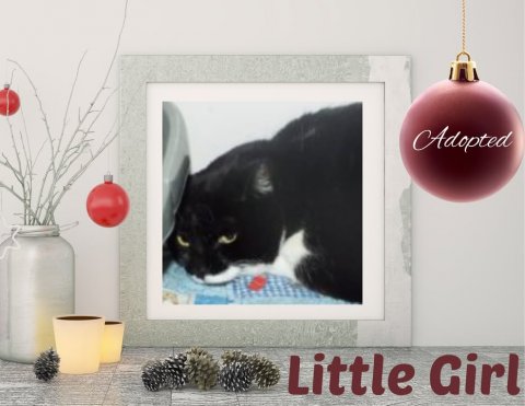 Greeting Card, Balloon, Cat. Text: Adopted Little Girl