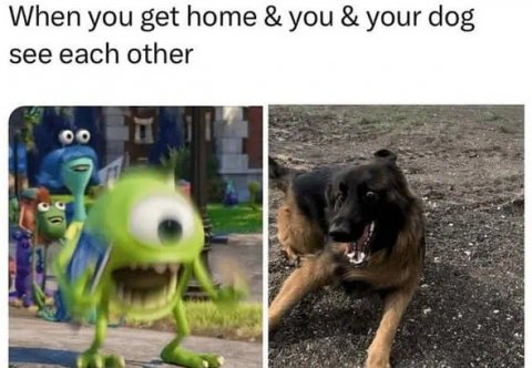 Canine, Dog, Pet. Text: When you get home &amp; you &amp; your dog see each other
