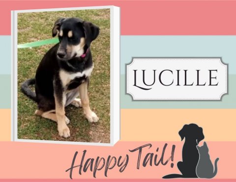 Canine, Dog, Hound. Text: LUCILLE Happy Tail!