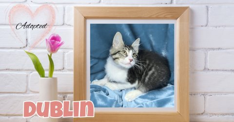 Cat, Kitten, Mammal. Text: Adopted DUBLIN