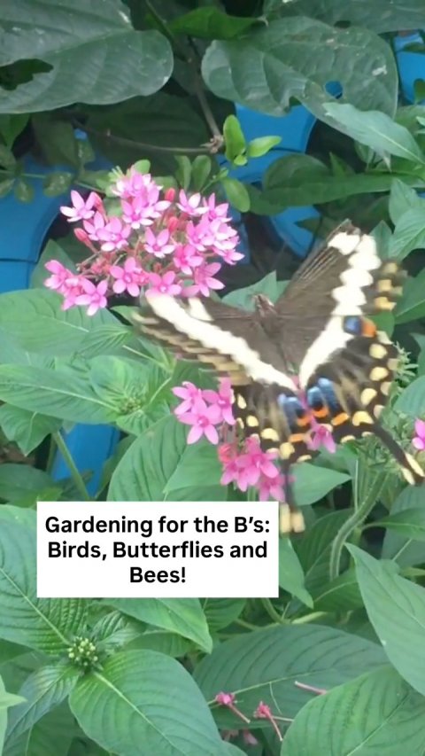 Flower, Petal, Vegetation. Text: Gardening for the B's: Birds, Butterflies and Bees!