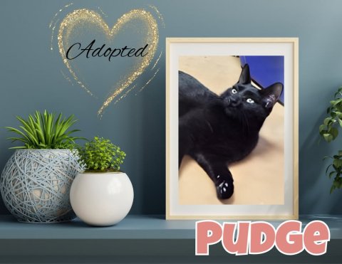 Plant, Potted Plant, Planter. Text: Adopted