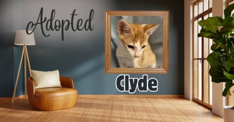 Wood, Interior Design, Lamp. Text: Adopted Clyde