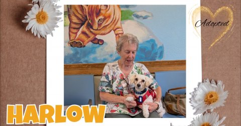 Adult, Person, Woman. Text: Adopted HARLOW