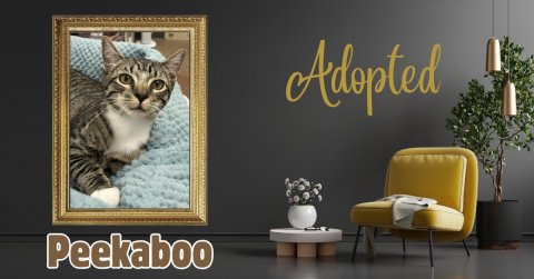Chair, Couch, Painting. Text: Adopted Peekaboo
