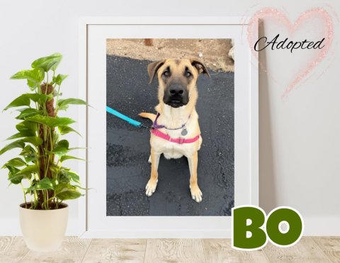 Plant, Potted Plant, Strap. Text: Adopted