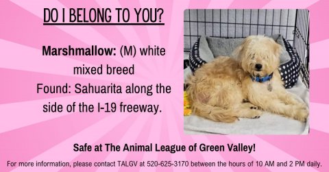 Canine, Dog, Pet. Text: DO I BELONG TO YOU? Marshmallow: (M) white mixed breed Found: Sahuarita along the side of the I-19 freeway. Safe at The Animal League of Green Valley! For more information, please contact TALGV at 520-625-3170 between the hours of 10 AM and 2 PM daily.