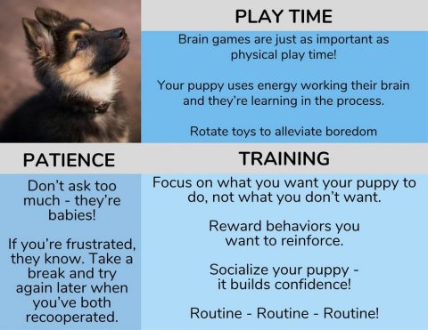 Canine, Dog, German Shepherd. Text: PLAY TIME Brain games are just as important as physical play time! Your puppy uses energy working their brain and they're learning in the process. Rotate toys to alleviate boredom TRAINING PATIENCE Focus on what you want your puppy to Don't ask too do, not what you don't want. babies! Reward behaviors you want to reinforce. If you're frustrated, they know. Take a Socialize your puppy - break and try it builds confidence! again later when you've both recooperated.