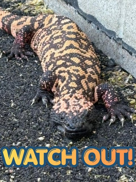 Animal, Lizard, Reptile. Text: WATCH OUT!