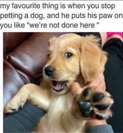 Dog, Puppy, Golden Retriever. Text: my favourite thing is when you stop petting a dog, and he puts his paw on you like "we're not done here"