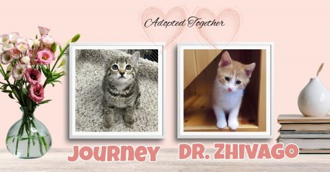 Greeting Card, Cat, Kitten. Text: Adopted Together