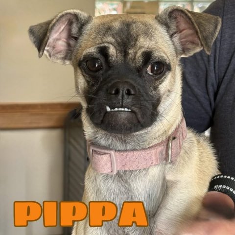 Canine, Pet, Dog. Text: PIPPA