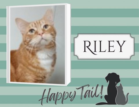 Cat, Pet, Dog. Text: RILEY Happy Tail!
