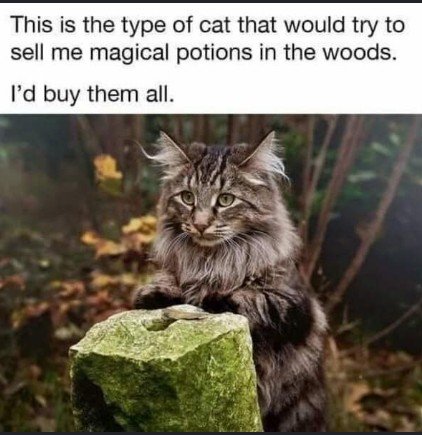 Cat, Kitten, Tree. Text: This is the type of cat that would try to sell me magical potions in the woods. I'd buy them all.