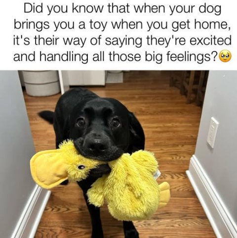 Canine, Dog, Wood. Text: Did you know that when your dog brings you a toy when you get home, it's their way of saying they're excited and handling all those big feelings?