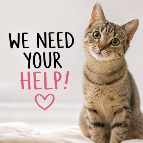 Abyssinian, Cat, Pet. Text: WE NEED YOUR HELP!