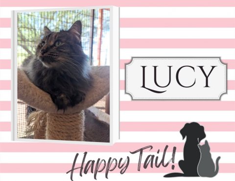 Cat, Pet, Dog. Text: LUCY Happy Tail!