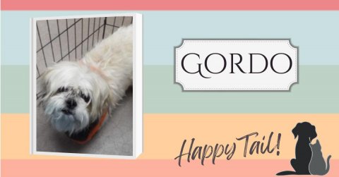 Canine, Dog, Den. Text: GORDO Happy Tail!