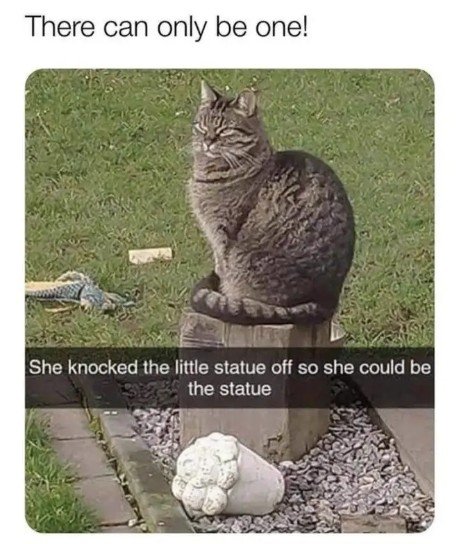 Cat, Rock, Grass. Text: There can only be one! She knocked the little statue off so she could be the statue