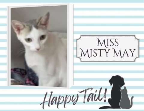Cat, Mammal, Pet. Text: MISS MISTY MAY Happy Tail!