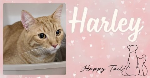 Greeting Card, Cat, Pet. Text: Harley