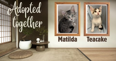 Cat, Blackboard, Painting. Text: Adopted together Matilda Teacake
