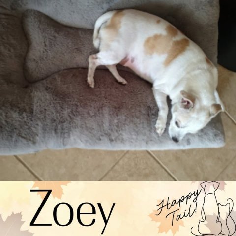 Dog, Home Decor, Chihuahua. Text: Zoey Happy Tail!