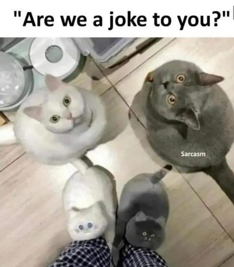 Cat, Pet, Person. Text: "Are we a joke to you?" Sarcasm