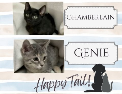Cat, Pet, Kitten. Text: CHAMBERLAIN GENIE Happy Tail!