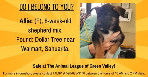 Dog, Advertisement, Doctor. Text: DO I BELONG TO YOU? Allie: (F), 8-week-old shepherd mix. Found: Dollar Tree near Walmart, Sahuarita. Safe at The Animal League of Green Valley! For more information, please contact TALGV at 520-625-3170 between the hours of 10 AM and 2 PM daily.
