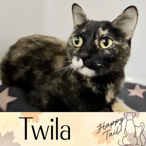 Animal, Cat, Pet. Text: Twila Happy Tail!