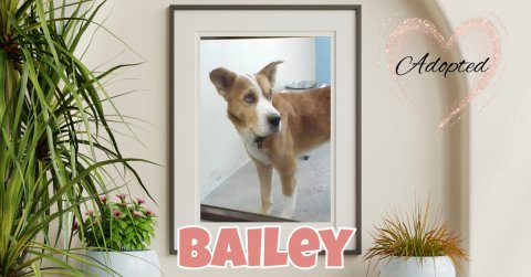 Potted Plant, Greeting Card, Planter. Text: Adopted BAILEY